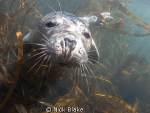 A chilly 9 degrees in the sea off the Farne Islands but t... by Nick Blake 